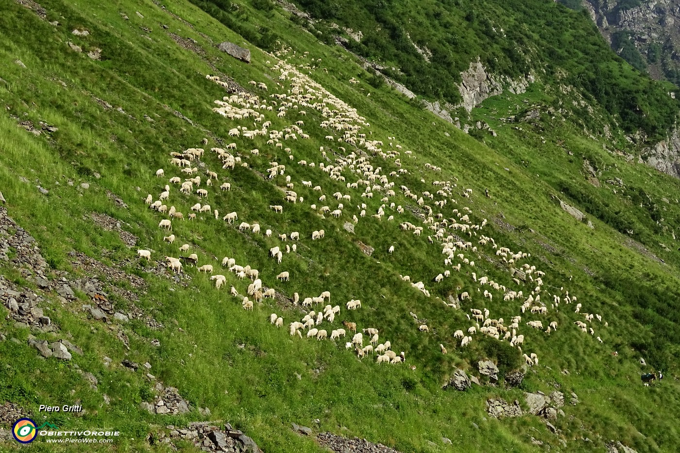 94 Grande gregge al pascolo.JPG